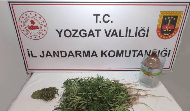 Şefaatli’de 40 kök kenevir ele geçirildi