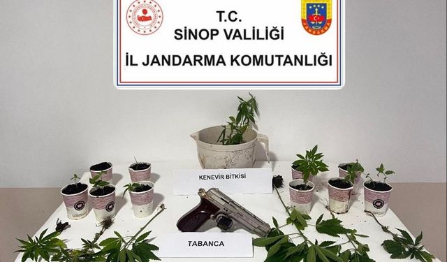 Sinop’ta jandarmadan kenevir operasyonu: 4 şüpheliye adli işlem