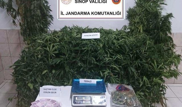 Sinop’ta uyuşturucu operasyonu: 1 tutuklama
