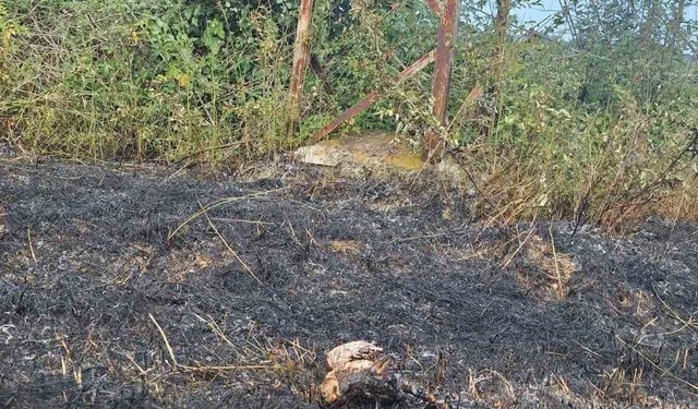 Sinop’ta yüksek gerilim hattına konan kuş yangına neden oldu