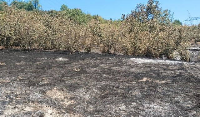 Tırpan motoru fındık bahçesini yaktı