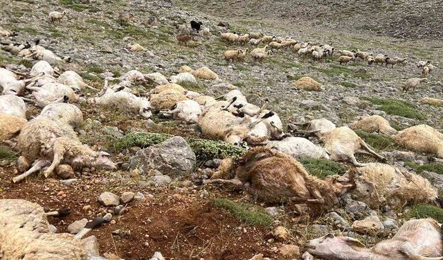 Tunceli’de yıldırım isabet eden 200 koyun telef oldu