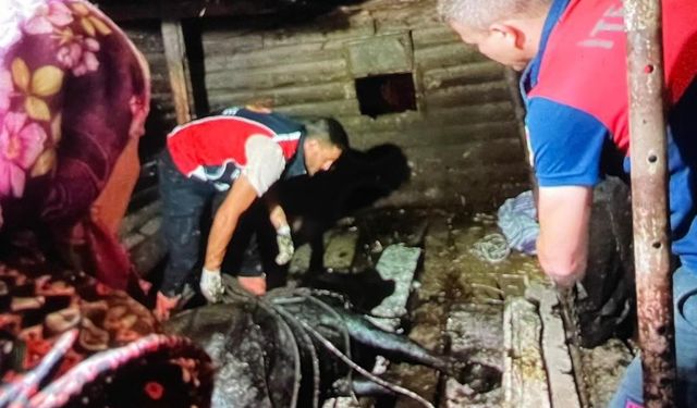 Türkeli’de ahır çöktü, büyükbaş hayvan kurtarıldı