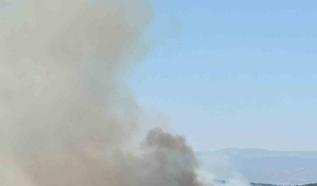 Uşak’ta meşelik alanda yangın çıktı