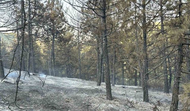 Uşak’taki orman yangını kontrol altında