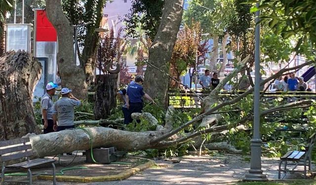Üzerine ağaç dalı düşen genç kız hayatını kaybetti