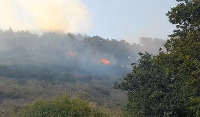 Yalova’da orman yangını