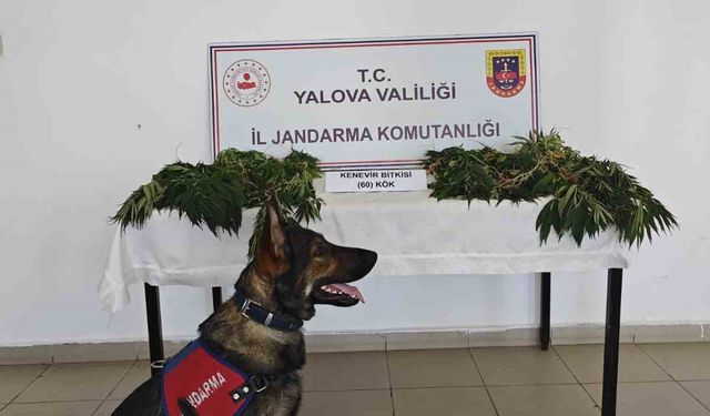 Yalova’da yasa dışı kenevir ekimi yapan zanlı tutuklandı