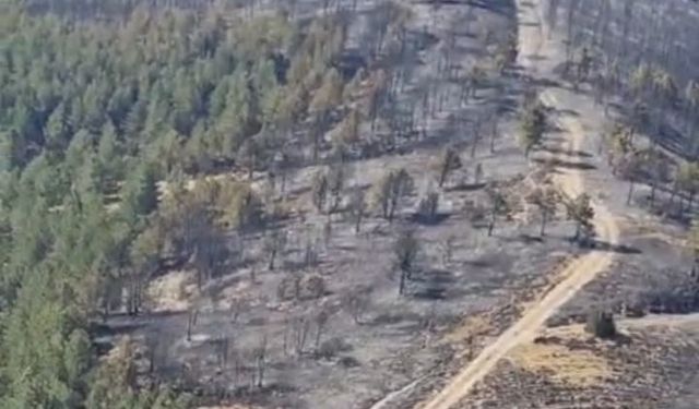 Yangında yaklaşık 5 hektarlık alan zarar gördü