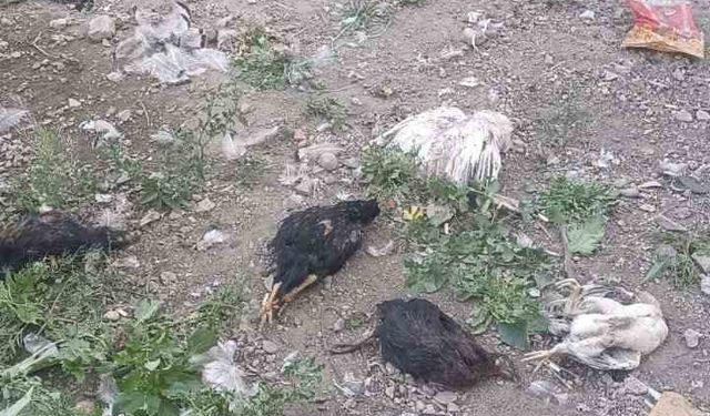 Yüksekova’da başıboş köpekler 21 hindi ve tavuğu telef etti