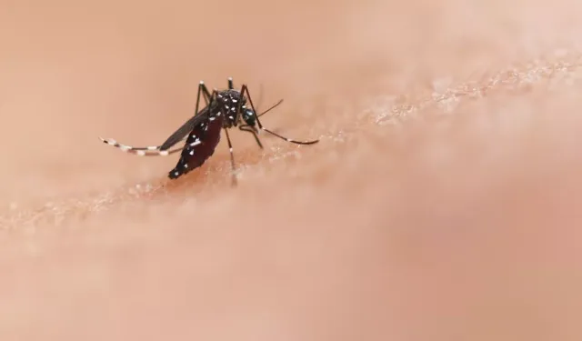 DSÖ'nün uyardığı Chikungunya virüsü tehlikeli değil