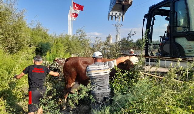 Gölete düşen inekler kepçe ile kurtarıldı