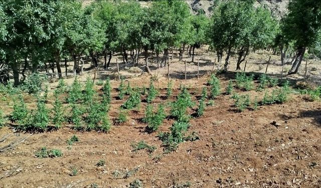 Bingöl’de 8 bin kök kenevir bitkisi ele geçirildi