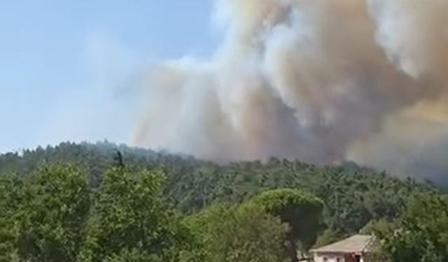 Çanakkale’de orman yangını