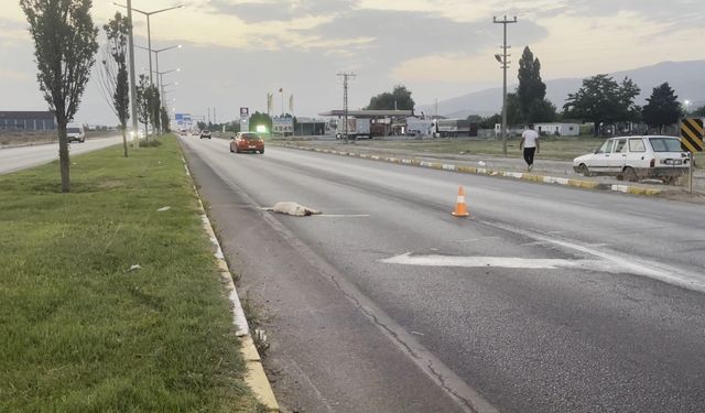 Erzincan-Erzurum kara yolunda duygulandıran görüntü