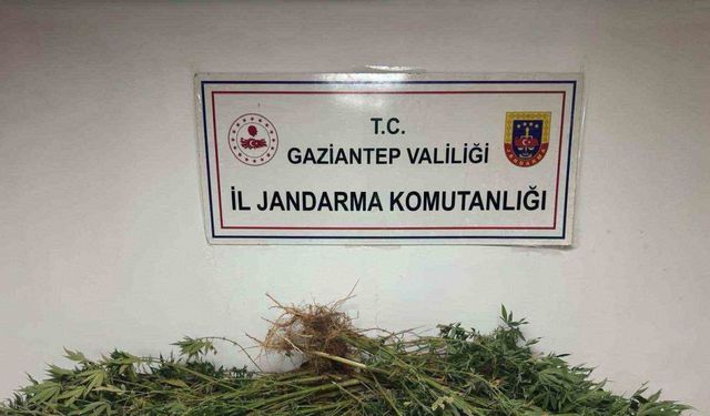 Gaziantep’te 5 kilo esrar ile 178 kök kenevir ele geçirildi: 4 gözaltı