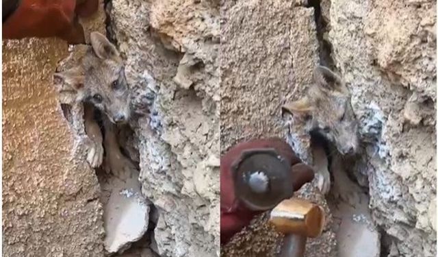 Hakkari’de iki kayanın arasına sıkışan tilkiyi orman işçileri kurtardı