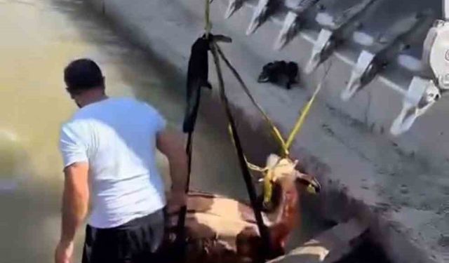 Iğdır’da kanala düşen inek kepçe ile kurtarıldı
