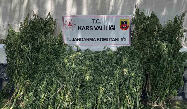 Kars’ta 42 bin 658 kök kenevir ele geçirildi