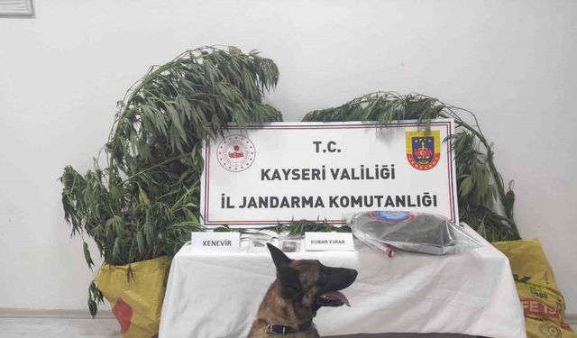 Kayseri’de 7 kök kenevir ele geçirildi: 1 gözaltı