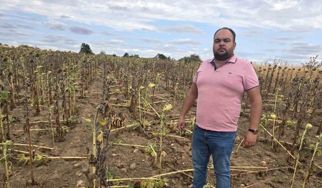 Kuraklığın üstüne bir darbe de domuzlardan: Ayçiçeği tarlaları tehdit altında