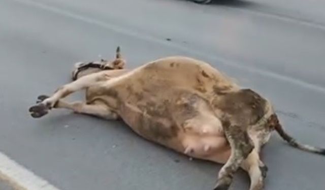 Muş’ta yola çıkan ineğe otomobil çarptı