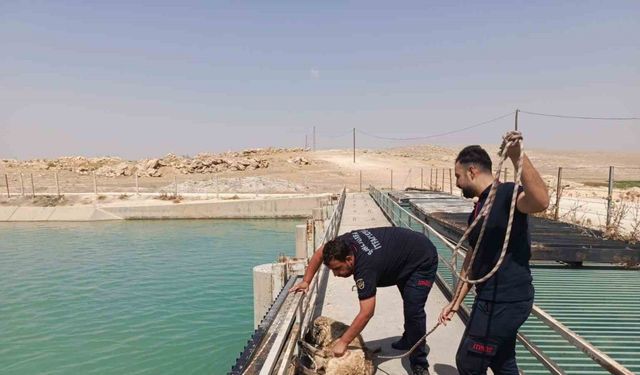 Şanlıurfa’da sulama kanalına düşen köpeği itfaiye kurtardı
