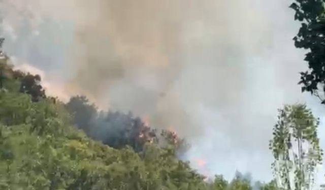Şemdinli’de orman yangını