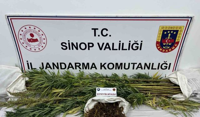 Sinop’ta 425 gram kubar esrar ve 56 kök kenevir bitkisi ele geçirildi