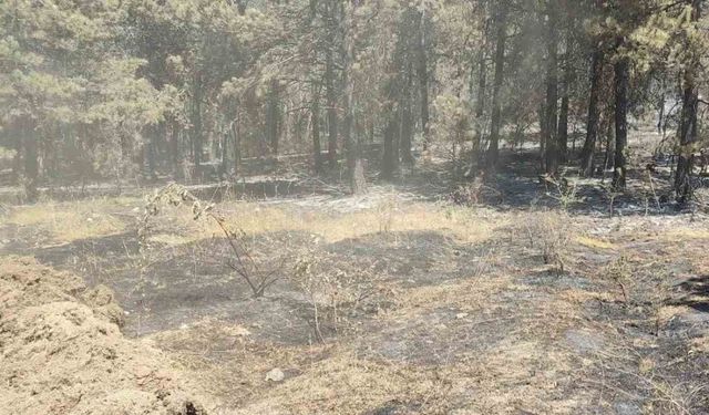 Sinop’taki orman yangınında soğutma çalışmaları sürüyor