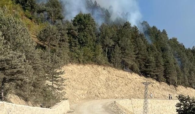 Türkeli’de ormanlık alanda örtü yangını
