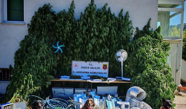 Uyuşturucu yetiştirene büyük darbe