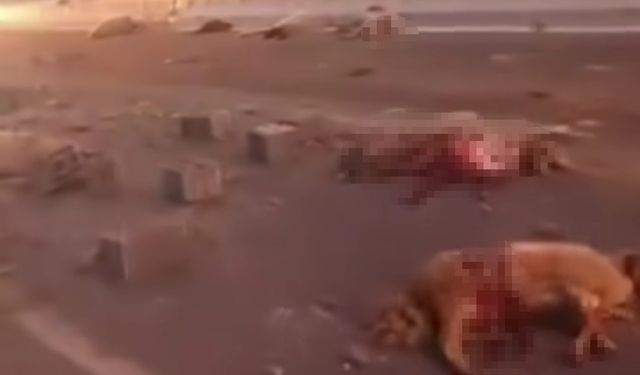 Van’da kamyonet sürüye çarptı: 37 koyun telef oldu