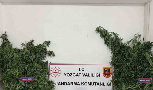 Yozgat’ta 243 kök kenevir ele geçirildi