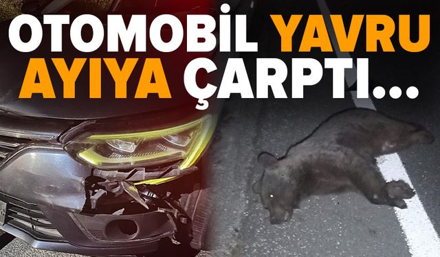Bursa'da otomobilin çarptığı ayı telef oldu