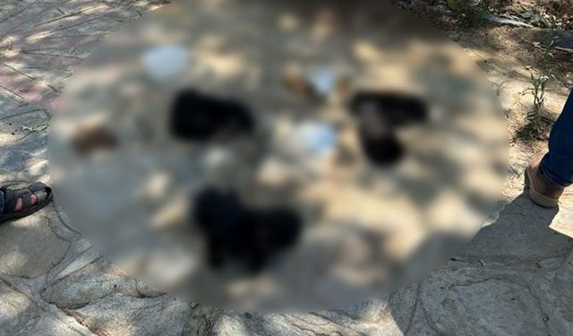 Hayvan katliamı: Zehirli etleri çocuklara dağıttırmış