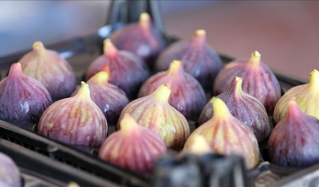 Bursa siyah incirine AB darbesi