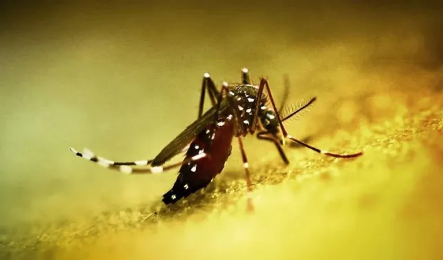 DSÖ'den yeni virüs alarmı: Halk sağlığı acil durumu ilan edildi