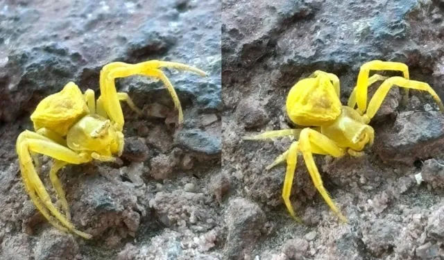 Türkiye'de nadir görülen yaratık Elazığ'da ortaya çıktı!
