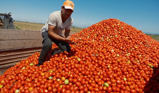 En düşük Iphone fiyatı 20 ton salçalık domatese tekabül ediyor
