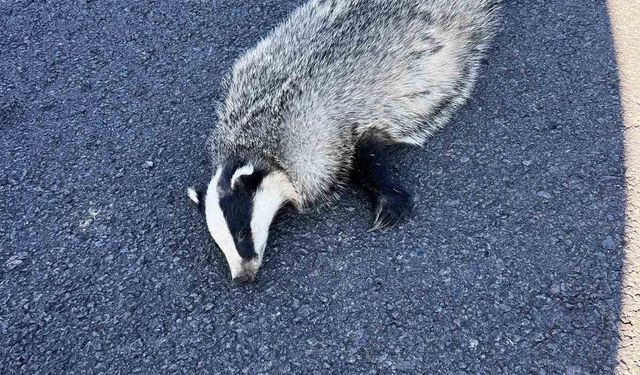 Akyaka’da aracın çarptığı porsuk telef oldu