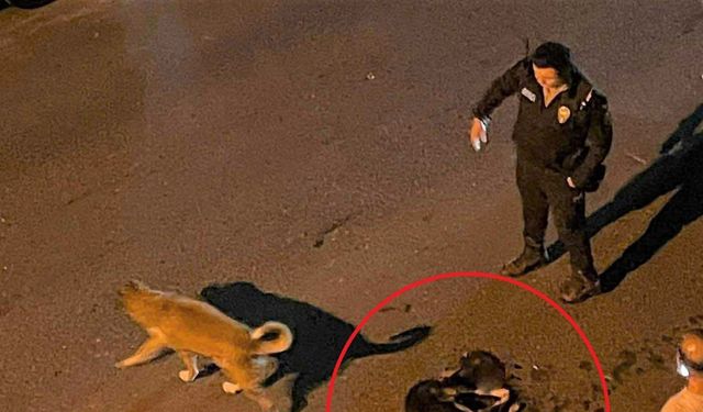 Altınordu Belediyesi çöp kamyonu sokak köpeğini ezdi