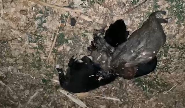 Bahçede iple boğulmuş 3 yavru köpek bulundu
