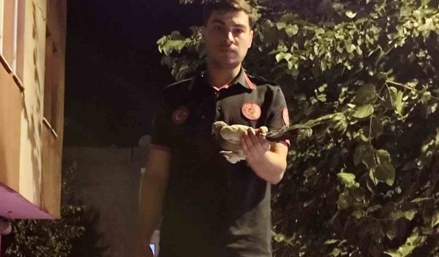 Batman’da ağaçta asılı kalan güvercin itfaiye ekiplerince kurtarıldı