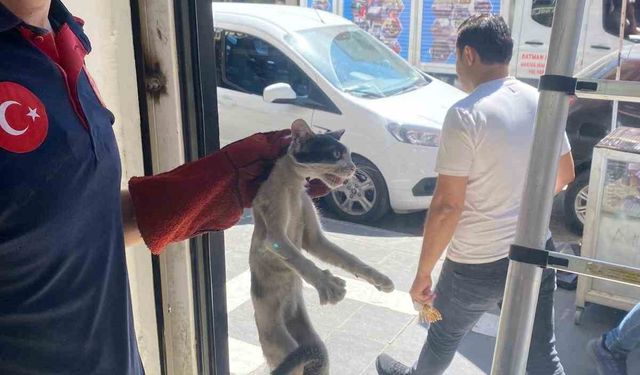 Batman’da platform arasında sıkışan kedi kurtarıldı
