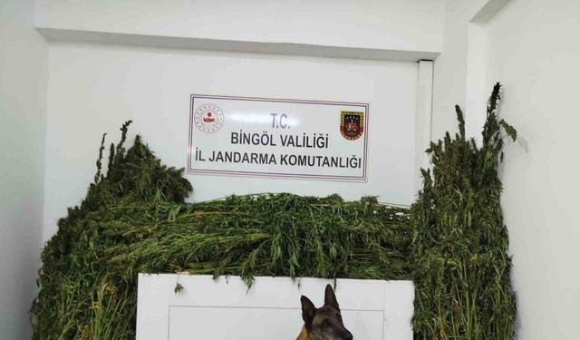 Bingöl’de 91 kilo esrar ele geçirildi