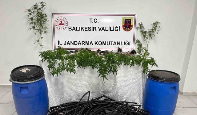 Damlama sulamalı kenevir tarlasına jandarma baskını