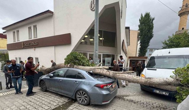 Diyadin’de ağaç devrildi araç hasar gördü