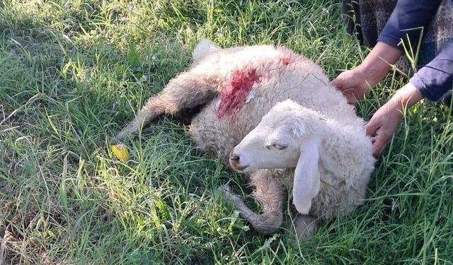 Erzincan’da başıboş sokak köpekleri 6 kuzuyu telef etti