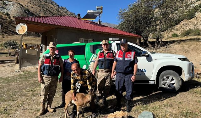 Jandarmadan yaralı yaban keçisine yardım eli